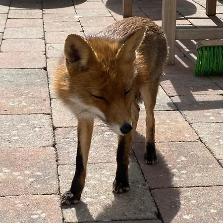 Formentera In De Duinen Aan Zee Chalet IJmuiden