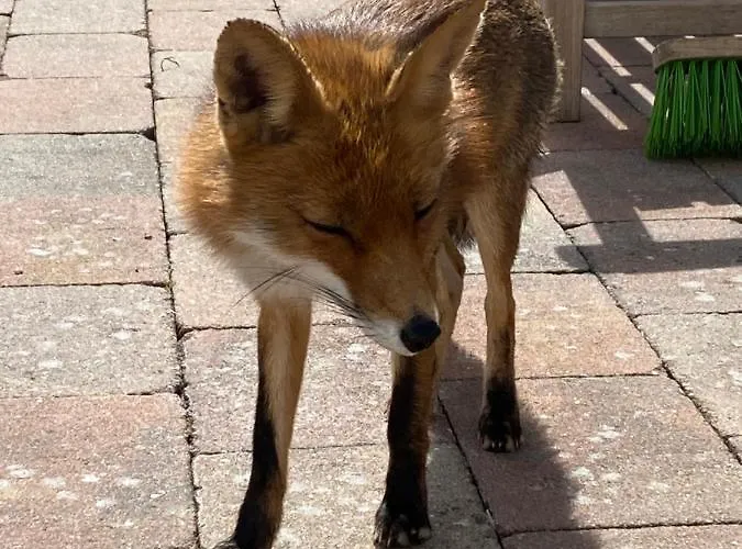 Formentera In De Duinen Aan Zee Chalet IJmuiden